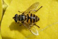 Myathropa florea