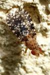 Trypetoptera punctulata