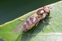 Syrphus
