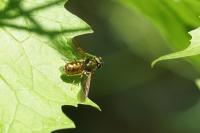 Chloromyia formosa