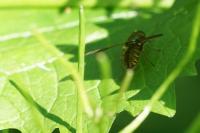 Chloromyia formosa