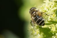 Eristalis nemorum