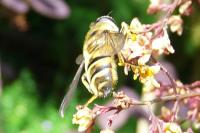 Myathropa florea