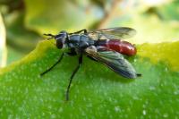 Cylindromyia bicolor