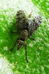 Platystoma seminationis