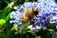 Eristalis tenax