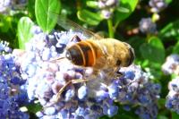 Eristalis tenax