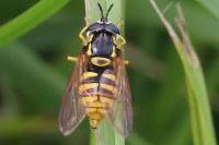 Chrysotoxum cautum