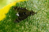 Platystoma seminationis