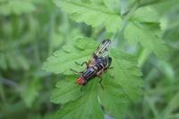 Otites porcus