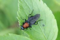 Clitellaria ephippium