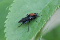 Clitellaria ephippium