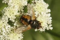 Tachina fera