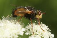 Tachina fera
