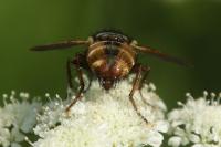 Tachina fera