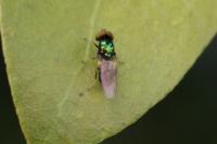 Microchrysa
