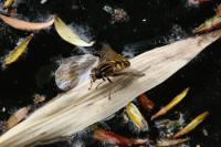 Helophilus pendulus