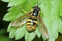 Chrysotoxum cautum