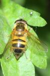 Epistrophe eligans