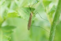 Nephrotoma flavescens