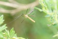 Nephrotoma flavescens