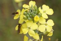 Episyrphus balteatus
