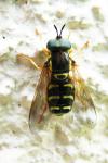 Chrysotoxum