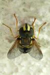 Chrysotoxum