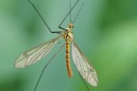 Nephrotoma flavescens