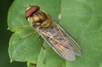 Episyrphus balteatus