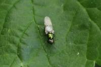 Microchrysa