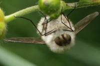 Bombylius venosus