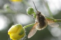 Bombylius venosus