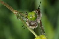 Bombylius venosus