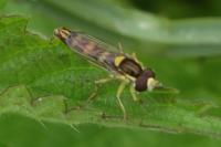 Sphaerophoria scripta