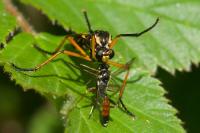 Molobratia teutonus