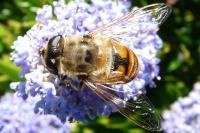 Eristalis tenax