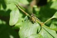 Myathropa florea