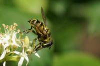 Myathropa florea