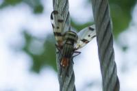 Otites porcus