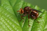 Sicus ferrugineus