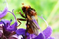 Sicus