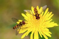 Episyrphus balteatus