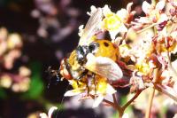 Gymnosoma