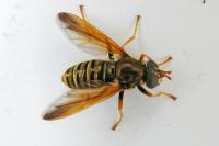 Caliprobola speciosa