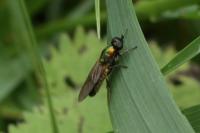 Chloromyia formosa