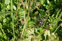 Bombylella atra