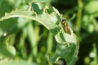 Chloromyia formosa