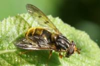 Ferdinandea cuprea