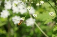 Episyrphus balteatus
